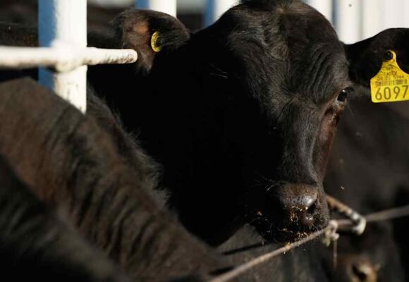 Trump claims deal to cut beef import tariffs to help curb high prices