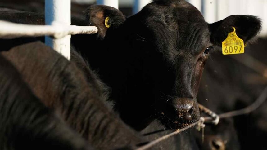 Trump claims deal to cut beef import tariffs to help curb high prices